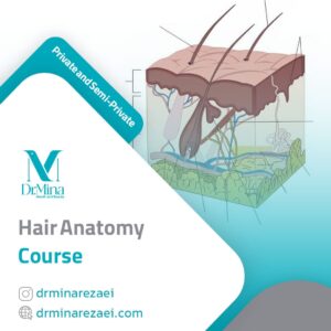 hair anatomy course en