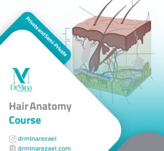 hair anatomy course en