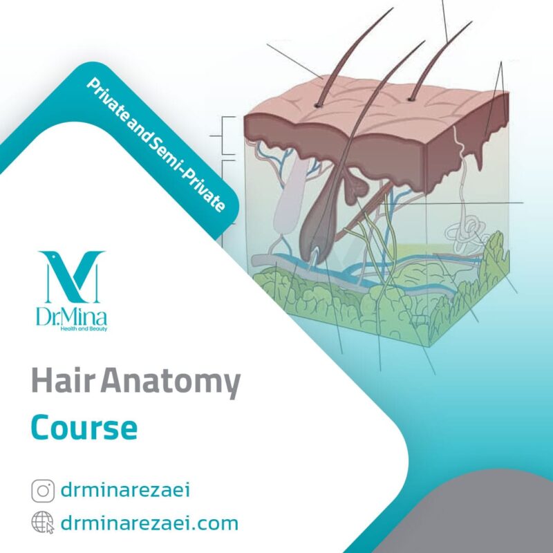 hair anatomy course en