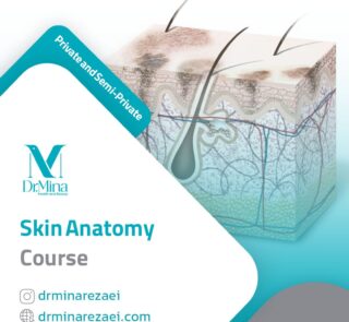 skin anatomy course en