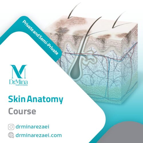 skin anatomy course en
